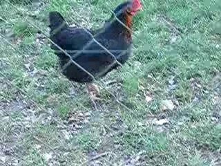 notre petit trip avec les poules