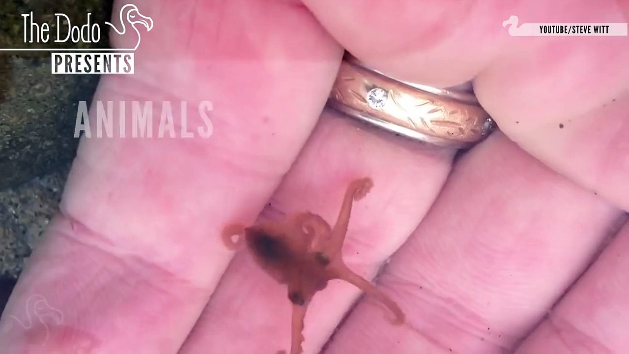 Animals You've Never Seen As Babies