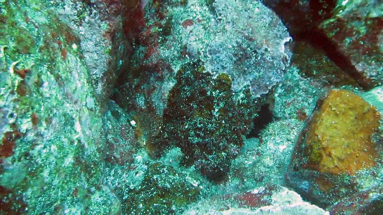 Diving_Galapagos