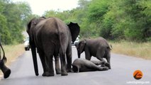 Une Horde d’Éléphants vient en Aide à l'un d'eux percuté par une Voiture