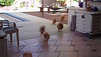 Animals Black Friday