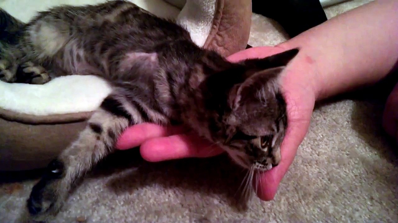 Shelter Kitty Got Ignored because She Wasn’t a ‘Whole Cat’ until Someone Saw Her Differently