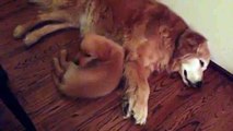 Puppy Golden Retriever Comforts Older Dog During Nightmare