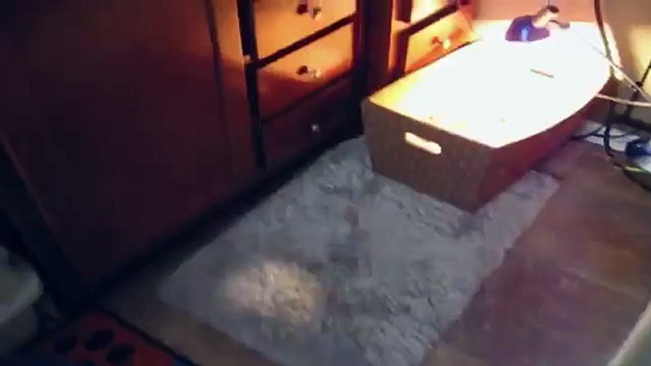 Baby Pig Waking Up