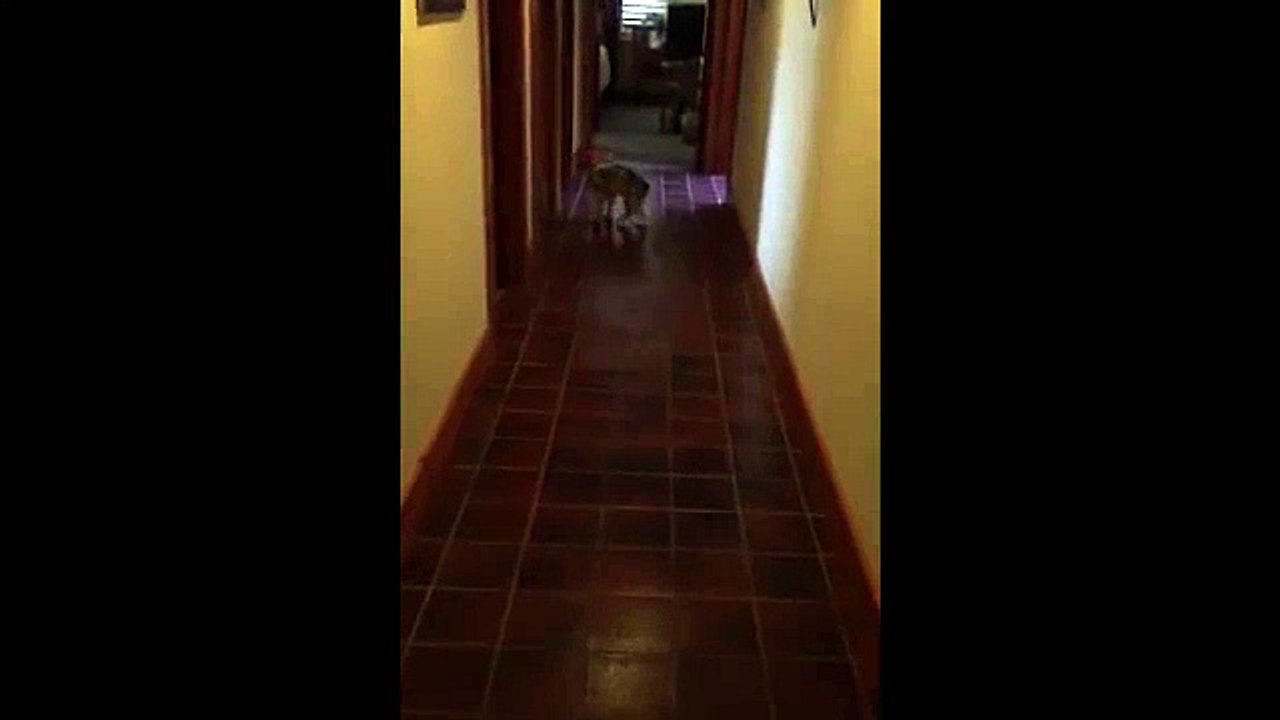 Bad Dog!