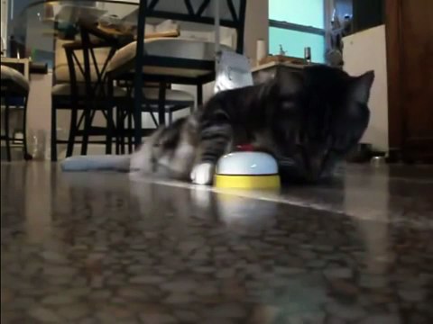 Кошка звонит, когда кушать хочет