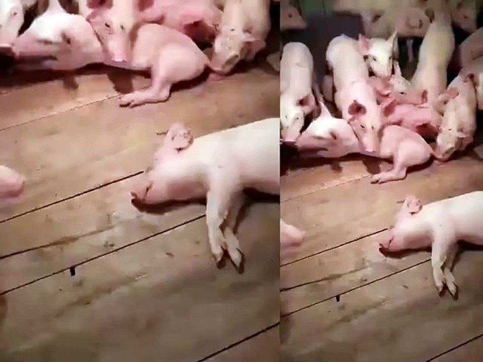 Ngủ Như Heo Là Đây