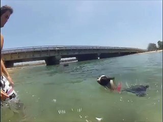 Boston Terrier Puppy Practices Doggy Paddle