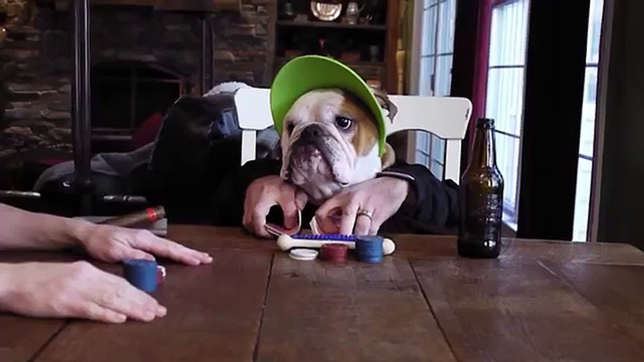 Bulldog playing poker and smoking cigar