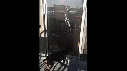 Cat Jumps Super High In Slow Motion