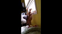 Cat Hangs onto Window Then Falls animalfun TV