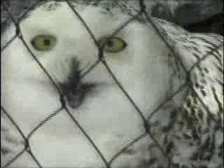 Hooked on Phonics FUNtastic Animals