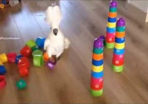 Harley the Cockatoo Knocks Every Tower in Sight