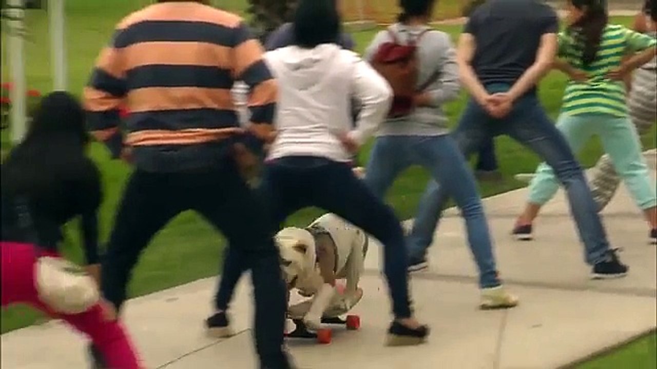 Otto the skateboarding bulldog - Guinness World...