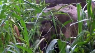 Saving the Borneo Elephant(full documentary)HD