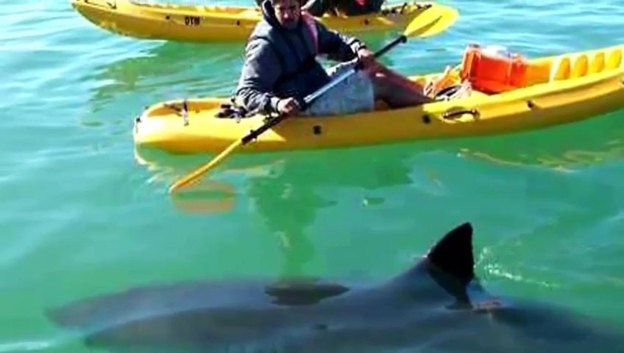 Shark attack 2015