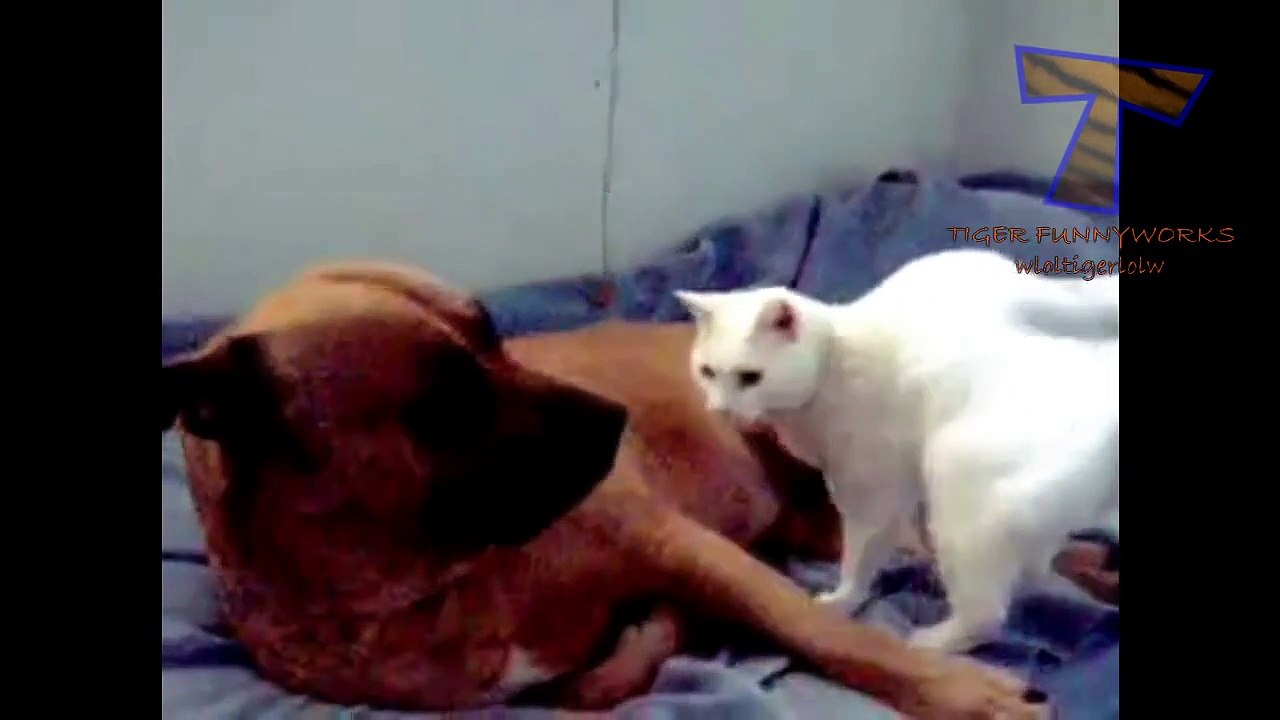 Best Cat Funny video