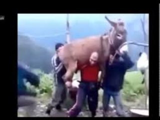 مقاطع فيديو مضحكة - لا تلعب مع الحمار