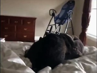 Cats Caught in the Act