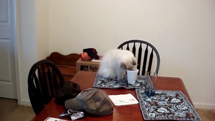 Cats Losing Their Balance - Compilation