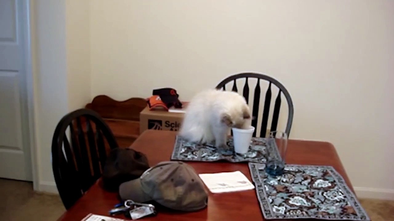 Cats Losing Their Balance - Compilation