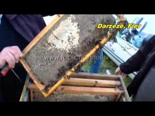 Highlights, 10/02/2015 - Rreziku nga kafshët e ngordhura