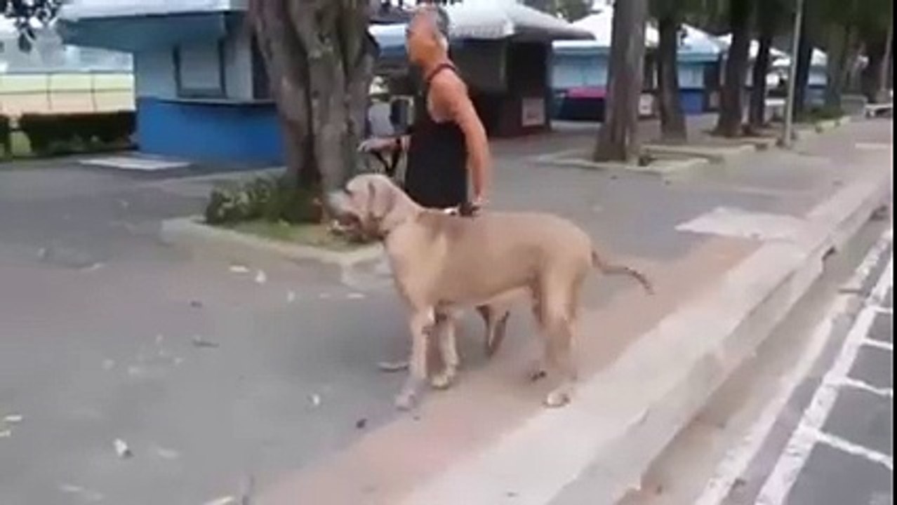 Chatte attaque un gros chien pour sauver son chaton