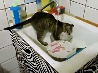 Кот моет посуду. Хозяева довольны!