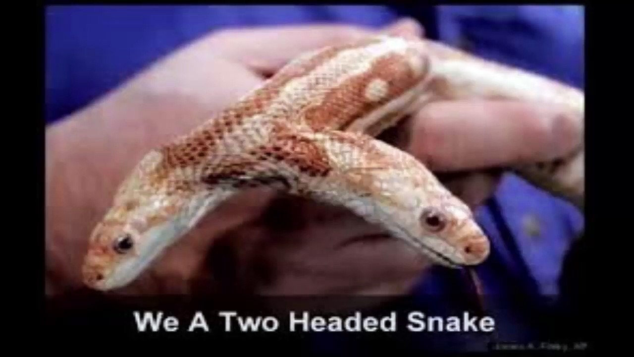 this snake has two head