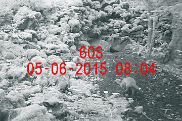 Renardeau s'aventurant dans un terrier de blaireau