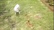 Snake and dog horrible fighting