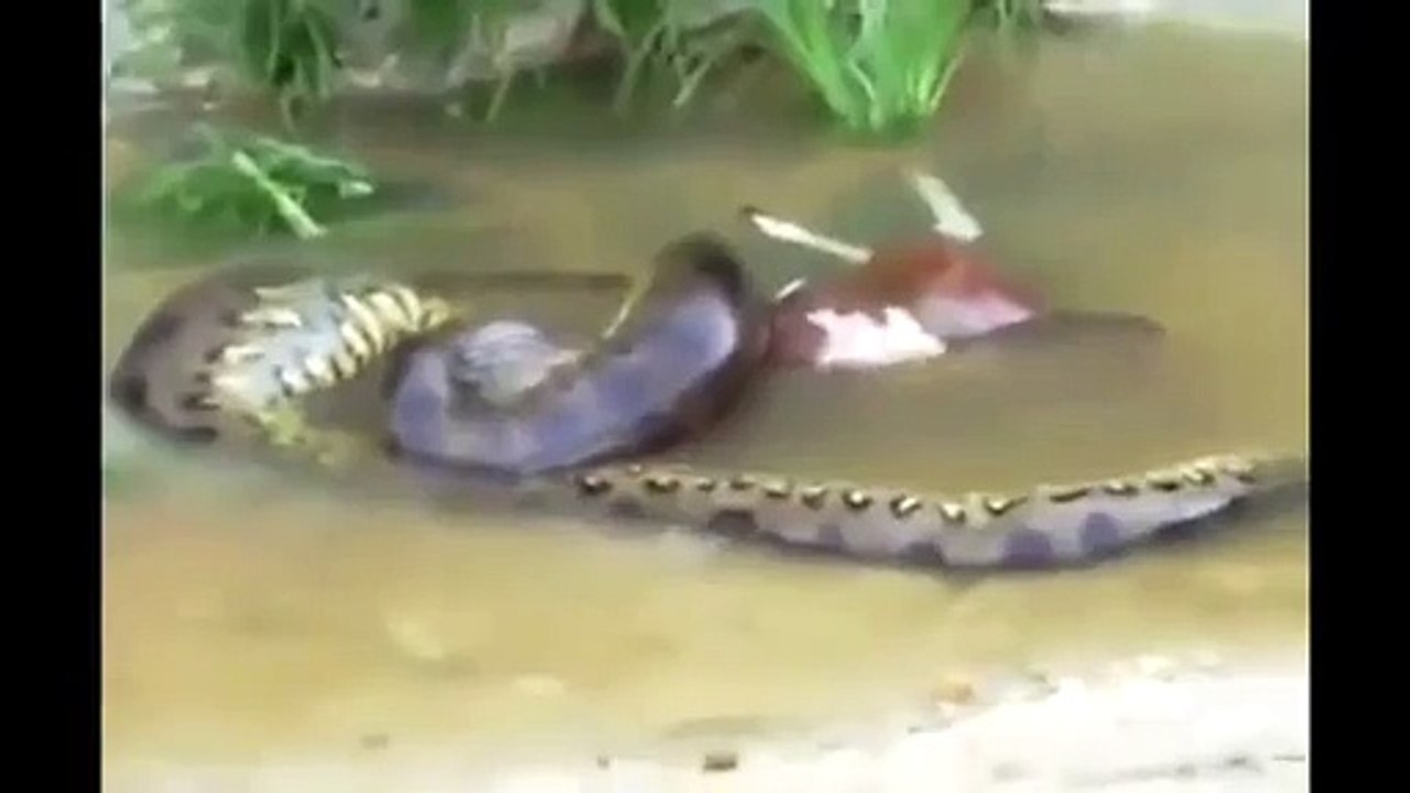 Huge anaconda snake