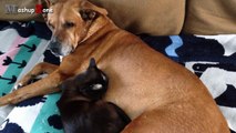 Cats And Dogs Friends Forever Compilation || NEW HD