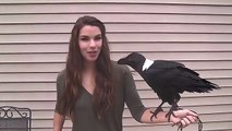 Crow like bird Talking like human - Amazing