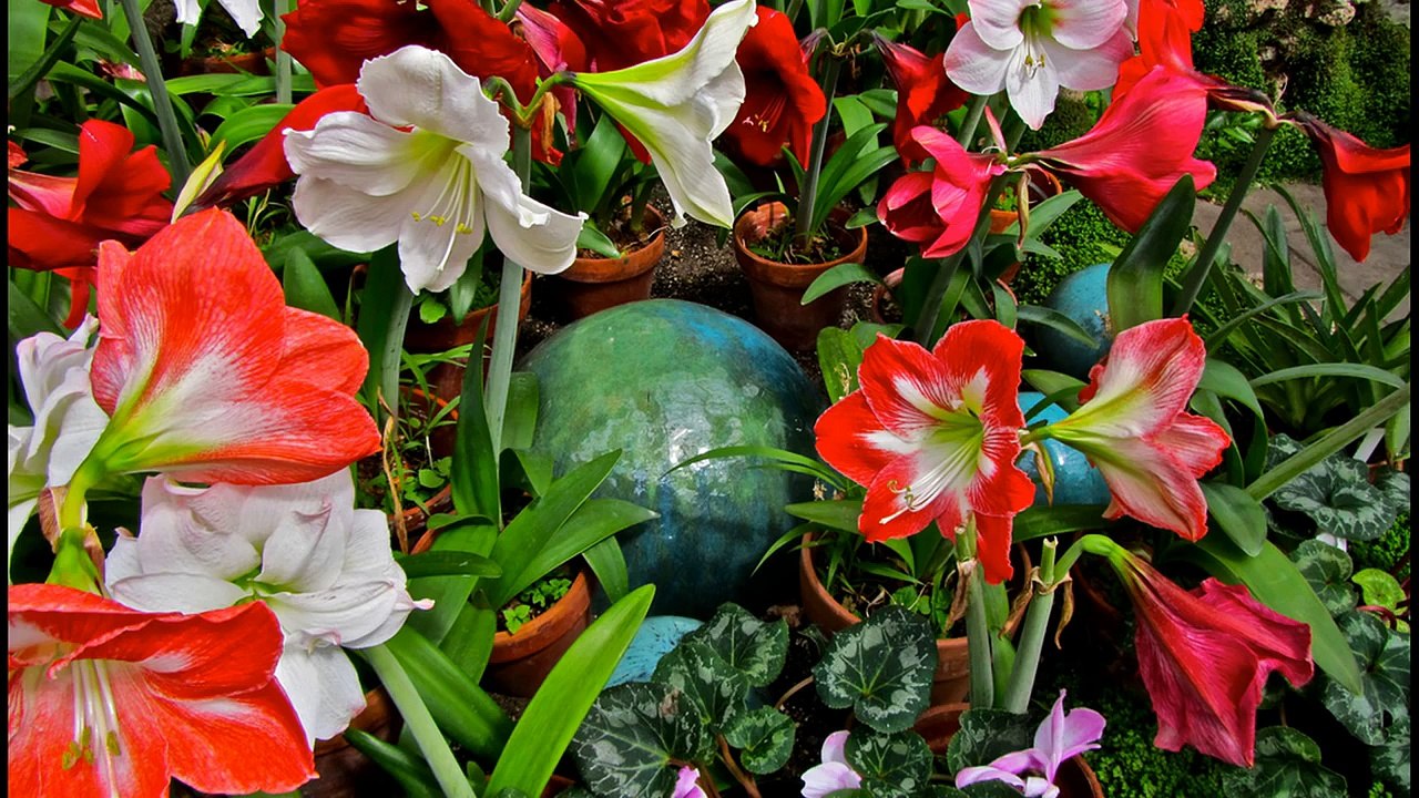 Amaryllis Flowers And Song | Most beautiful red flowers