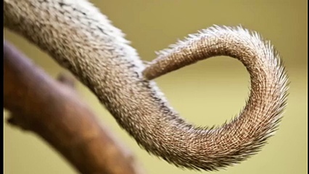 Why do seahorses have square tails
