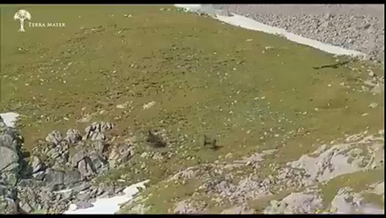 Shaheen's attack on the goats