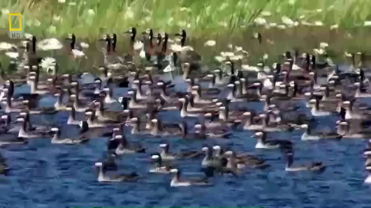 Lions Hunting Strategy - National Geographic ( HD Documentary )