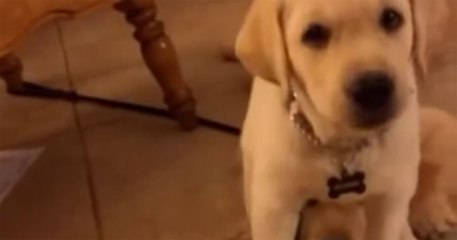 A hilariously puppy backtracks into his mom...