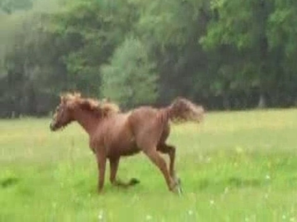Pacha au galop