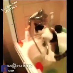 Funny Cats Enjoying In Water