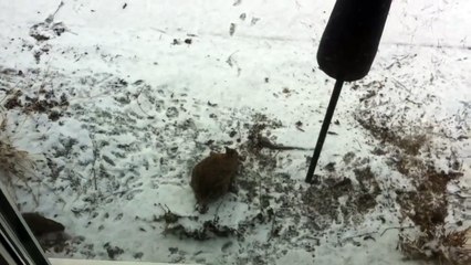 un écureuil s'amuse avec un Lapin