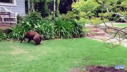 Quatro é melhor do que dois. Cão engraçado que joga o futebol
