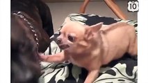 Chihuahua pesters Cane Corso. Cão engraçado puxou o cão