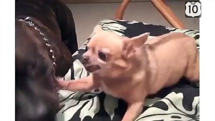 Chihuahua pesters Cane Corso. Cão engraçado puxou o cão