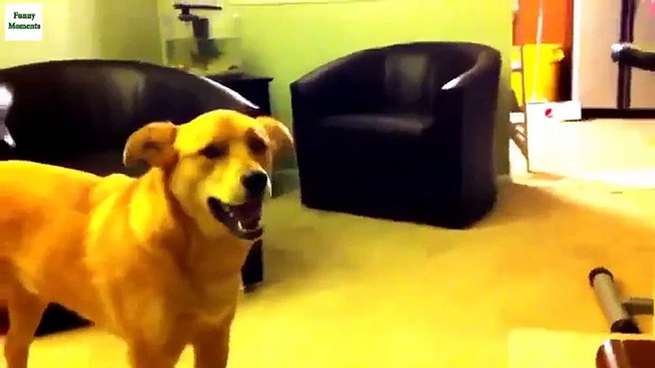 Te amo. Declaración divertida del perro del amor