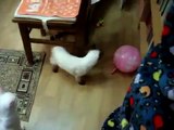 O cuidado do gato bola. Gato engraçado joga com uma bola