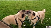 Filhotes Lizunov. Filhote de cachorro engraçado do pug lamber uns aos outros