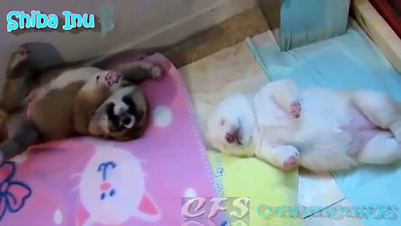 Os filhotes de cachorro de Shiba Inu. Filhotes de cachorro de Shiba Inu Fun