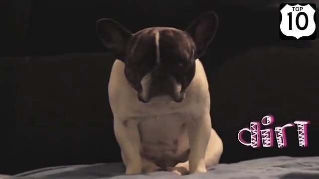 Eu não dormi! Sono legal Bulldog, mas não desista